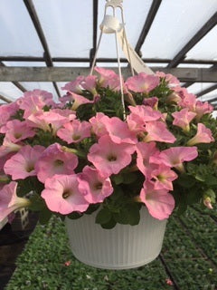 Hanging Basket, Super Petunia Hanging Basket 10"