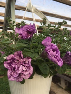 Hanging Basket, Super Petunia Hanging Basket 10"