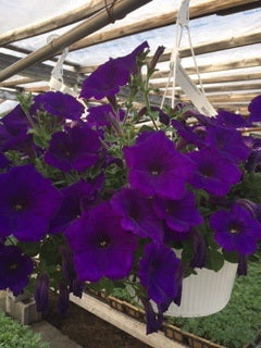 Hanging Basket, Super Petunia Hanging Basket 10"