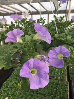 Hanging Basket, Super Petunia Hanging Basket 10"