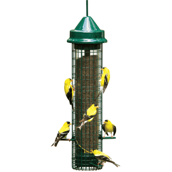 Feeder, Squirrel Buster Finch