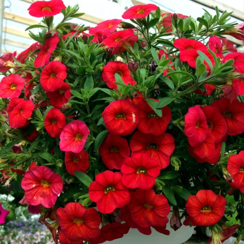 Hanging Basket, Super Petunia Hanging Basket 10"