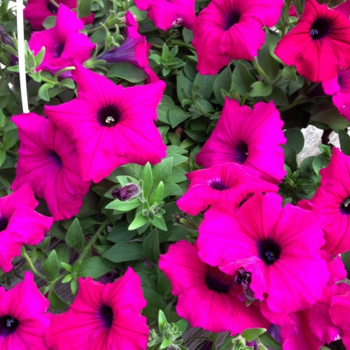 Hanging Basket, Super Petunia Hanging Basket 10"