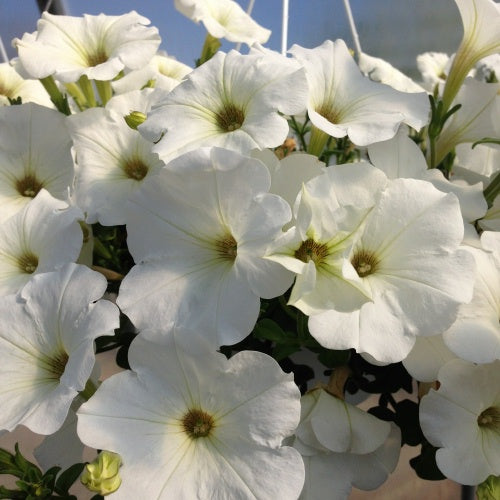 Hanging Basket, Super Petunia Hanging Basket 10"